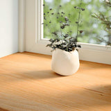 Vidaxl Window Sills 2 PCS 120x30x2 cm Solid eik lysebrun