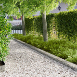 Vidaxl gazonrand 20 st 100 x 20 cm staal zilverkleurig