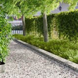 Vidaxl gazonrand 30 st 102 x 15 x 4 cm staal zilverkleurig