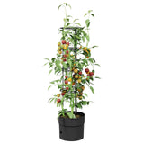 Vidaxl tomatenkweker zwart ø 32 x 127 cm pp