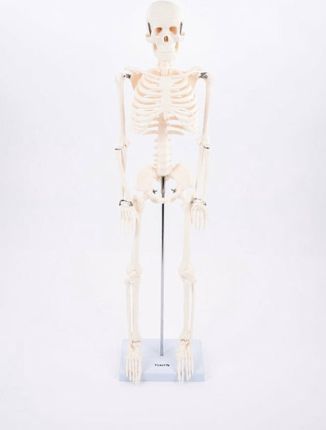 Tickit® tickit educatief skelet half-schaal model speelgoed anatomie.