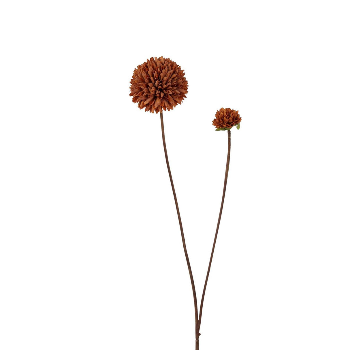 Roberts collection pompom 66cm light coffee