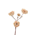Roberts collection anemoon 62cm champagne