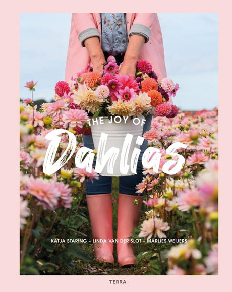 The joy of dahlias. volwassene | 3 stuks