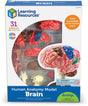 Learning resources anatomy model - brain - 3+