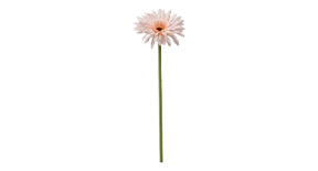 Single gerbera 55cm lichtroze