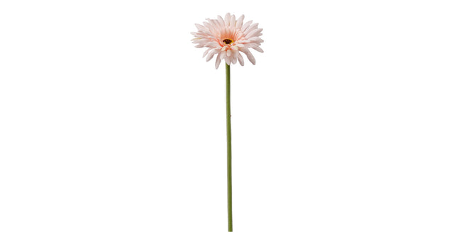 Single gerbera 55cm lichtroze