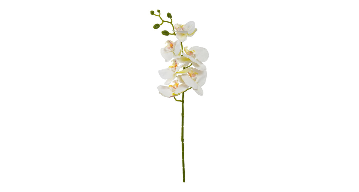 Orchidee tak x6 leaves 72cm creme