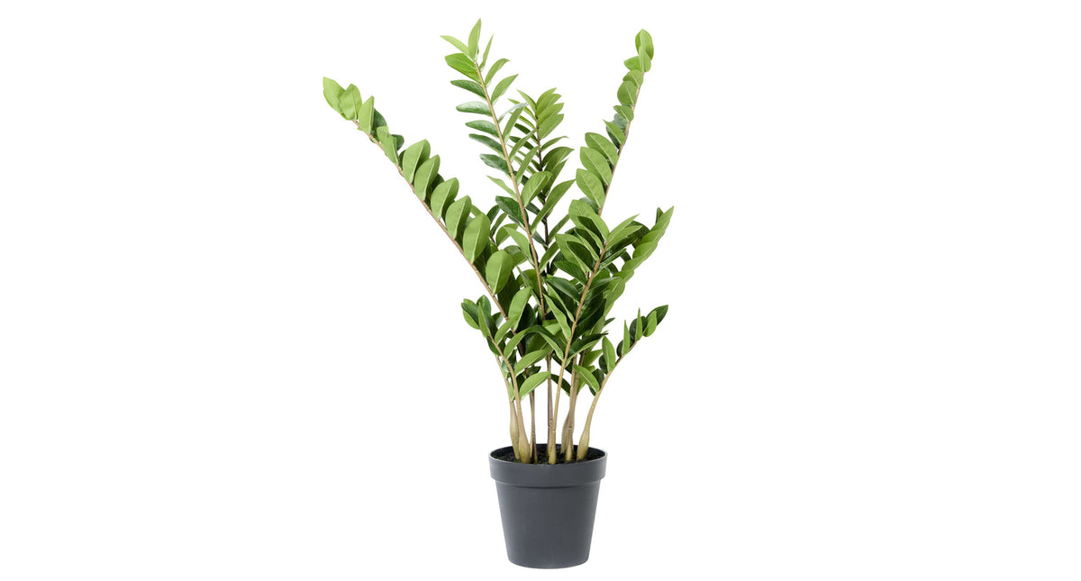 Zampifolia plant in pot 108cm groen