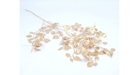 Lunaria gold 90cm