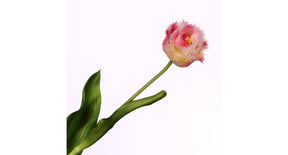 Tulipa crispa pink cream 58cm