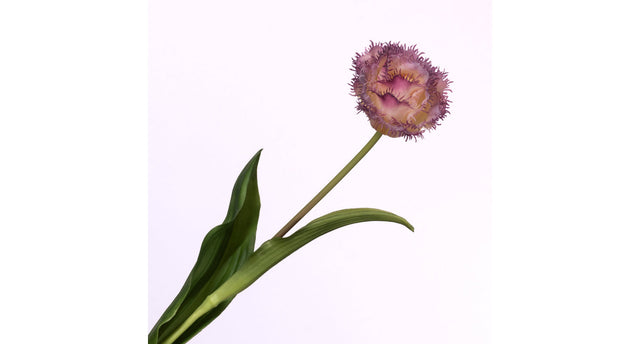 Tulipa crispa purple cream 58cm