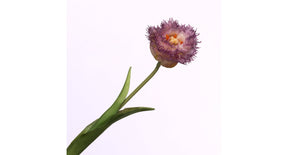 Tulipa crispa cream purple 44cm