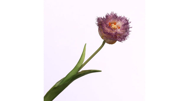 Tulipa crispa cream purple 44cm