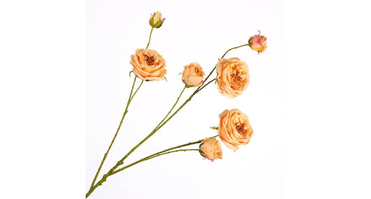 Rosa spray peach 94cm