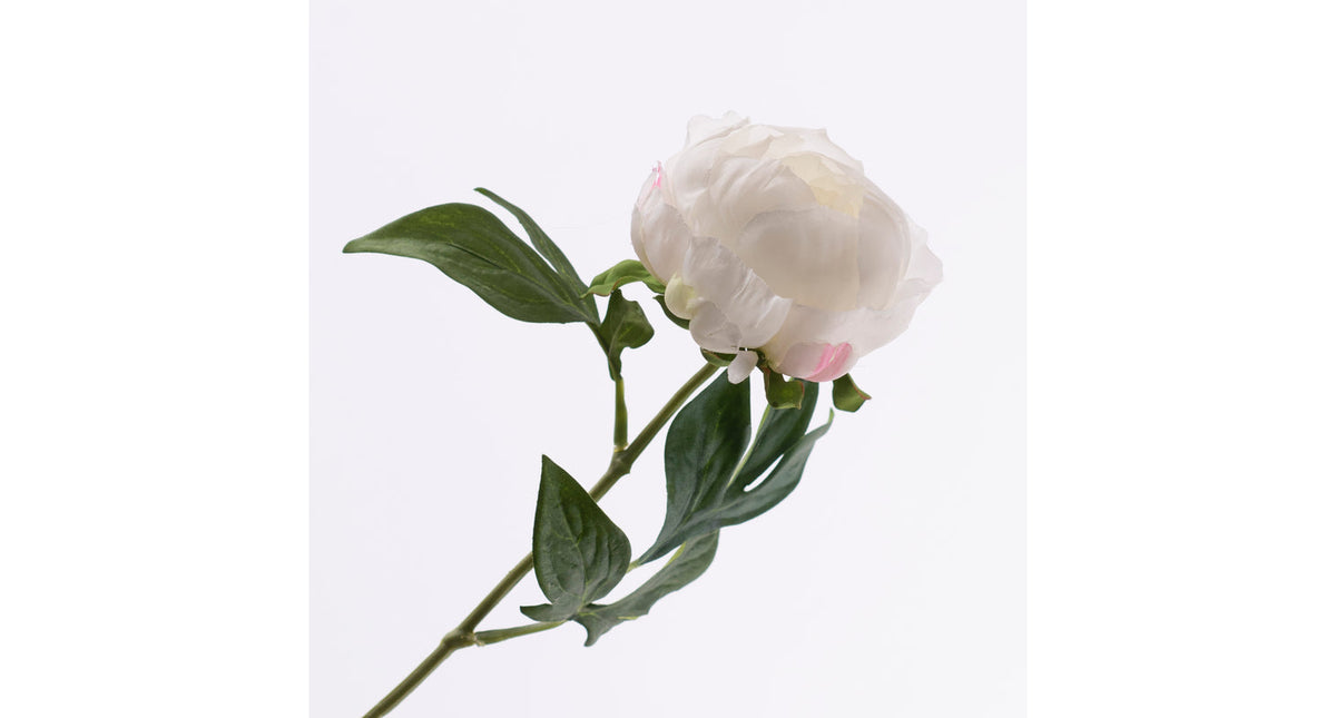 Paeonia creme 57cm