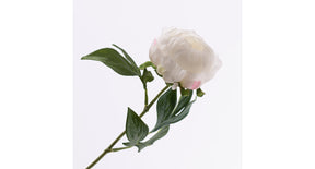 Paeonia creme 57cm