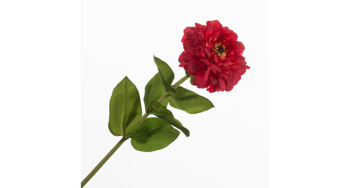 Zinnia red 70cm