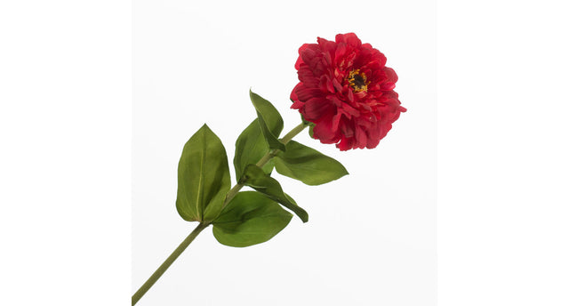 Zinnia red 70cm