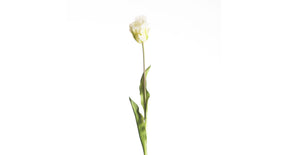 Real touch parrot tulip l60cm white