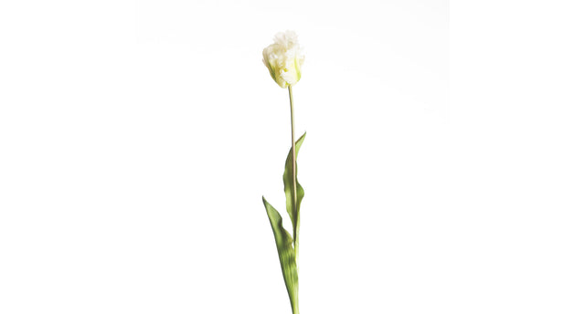 Real touch parrot tulip l60cm white