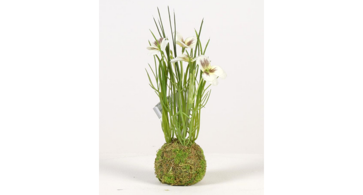 Viola on mossball h24cm white